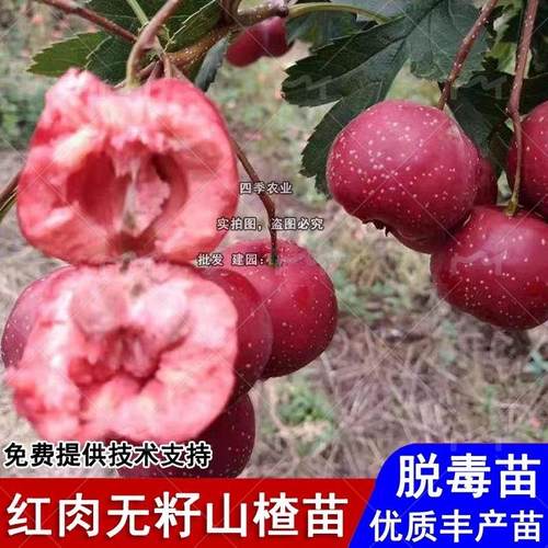 新品种嫁接红肉无籽山楂树活