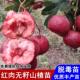 新品 种嫁接红肉无籽山楂树活苗甜山楂苗南北方种植当年结果果树苗