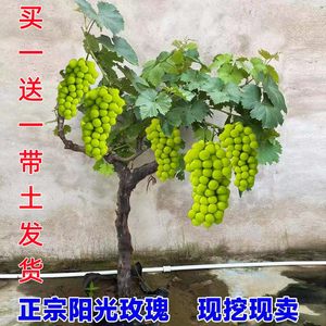 葡萄树苖阳光玫瑰蓝宝石盆栽