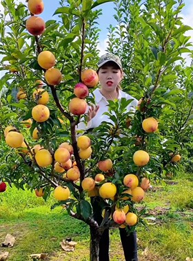 李子树苗蜂糖三华黄金奈盆栽