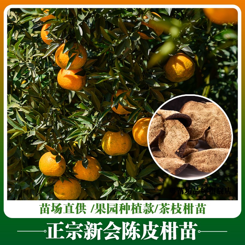 【新会陈皮柑苗】正宗茶枝地