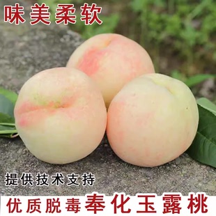 宁波奉化水蜜桃苗 湖景玉露 黄金蜜 桃树苗 当年结果洛洛果苗基地