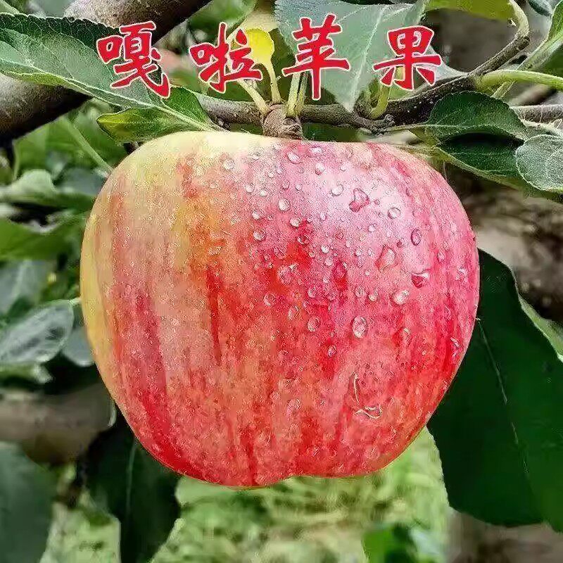 嘎啦苹果树苗特大嫁接果苗盆栽活苗庭院地栽南北方种植当年结果苗