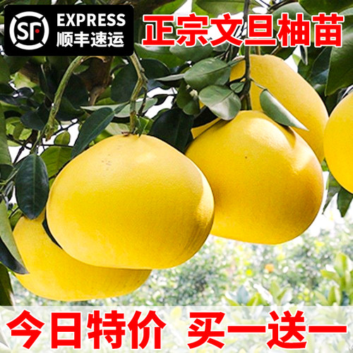 玉环文旦柚苗嫁接子树当年