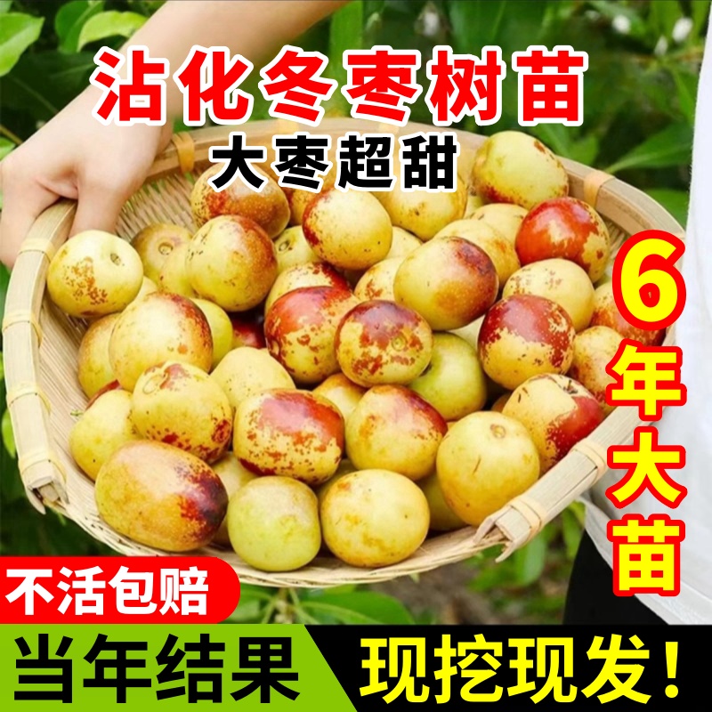 枣树活苗盆栽带土球酸特大