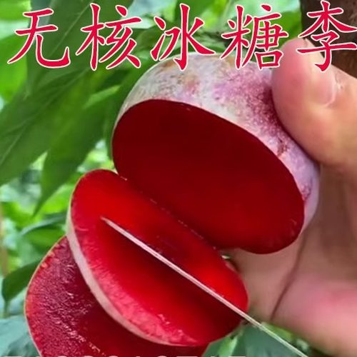 果树苗新品种无核冰糖李子嫁