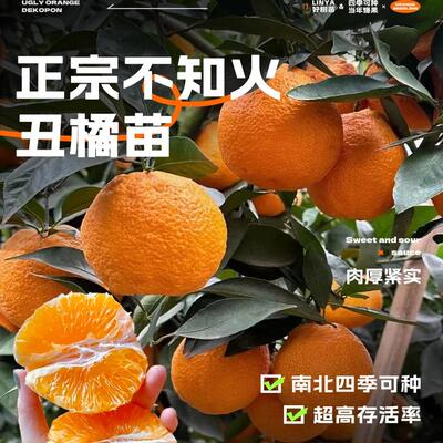 丑橘苗丑桔树苗不知火柑橘春见丑八怪粑粑柑树苗椪柑苗橘子苗