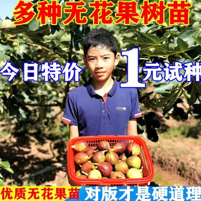 无花果树苗波姬红特大盆栽地