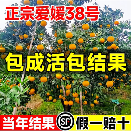 爱媛38号树苗果冻橙子树苗橘子象山红美人桔子嫁接果苗当年结果