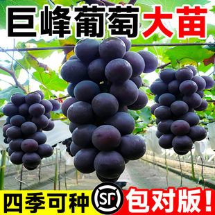 巨峰葡萄树苖阳光玫瑰果树果苗杯苗盆栽南北方耐寒四季种植院爬藤