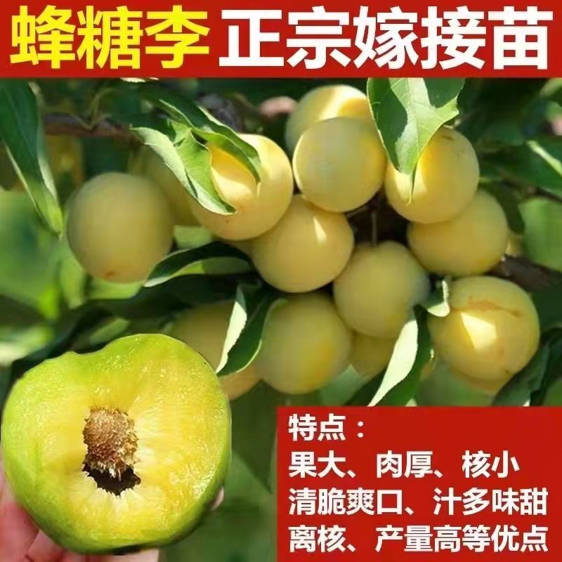 四川脱骨李子苗蜂糖树新品种