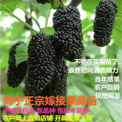 果桑苗台湾四季长葚树嫁接无