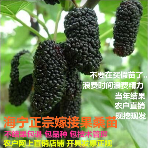 果桑苗台湾四季长葚树嫁接无