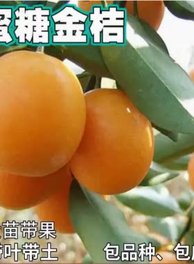 蜜糖金桔果树苗庭院地栽橘子