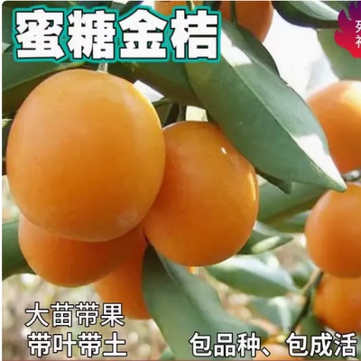 蜜糖金桔果树苗庭院地栽橘子