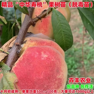 嫁接中华寿桃桃树苗晚熟特大脆甜冬桃苗南方北方种植果树桃树果苗