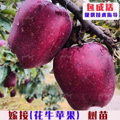 特大甘肃天水花牛苹果树苗嫁