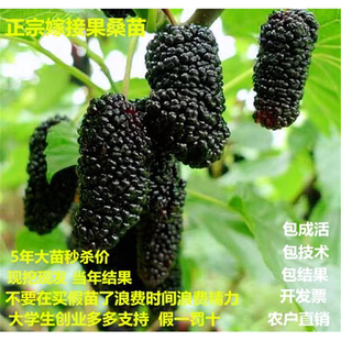 桑葚树苗果树苗嫁接庭院地栽南北方种植大叶桑树果苗当年结果盆栽