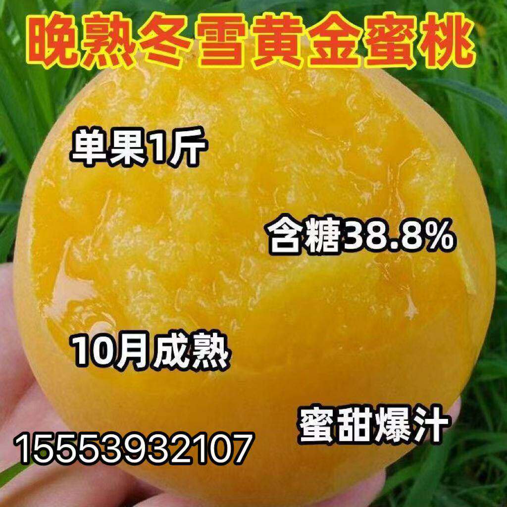 晚熟冬雪黄金蜜桃树果苗嫁接新品种大果桃树苗南北方种植当年结果