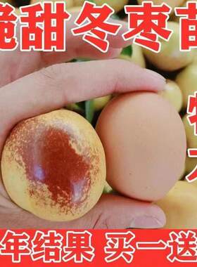 沾化冬枣苗树当年结果北方南