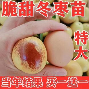 沾化冬枣苗枣树苗当年结果苗北方南方种植果树苗盆栽地栽枣树活苗