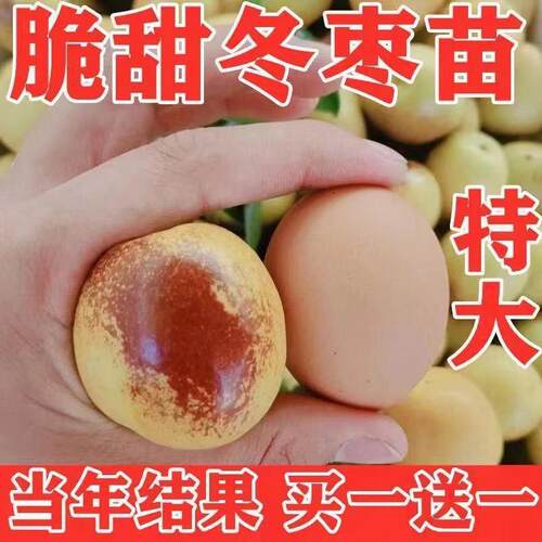 沾化冬枣苗树当年结果北方南