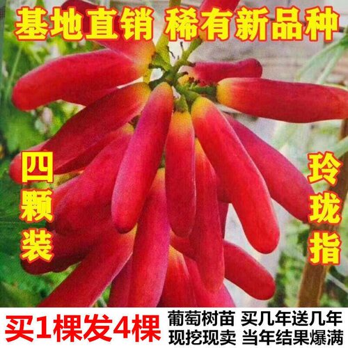 无核玲珑指葡萄苗树稀有四季