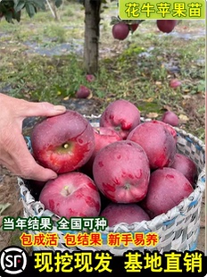 甘肃天水花牛苹果树苗嫁接美国蛇果粉面苹果苗地栽庭院种植果树苗