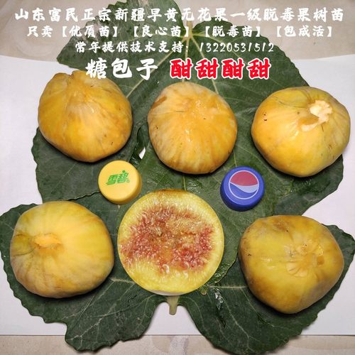 特大抗寒糖包子苗新疆早黄无