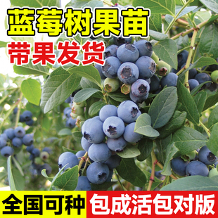 蓝莓树果苗蓝南方种植盆栽果树果苗带果四季果树苖果苗阳台盆栽