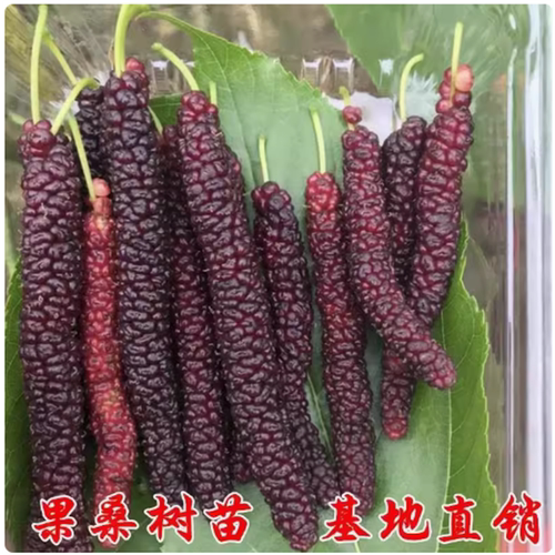 桑葚树苗当年结果食用长