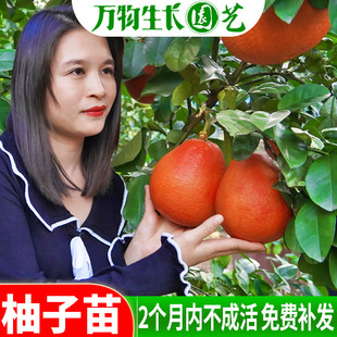 柚子树苗特大广西容县沙田柚子树苗泰国红宝石青柚暹罗红心柚子苗