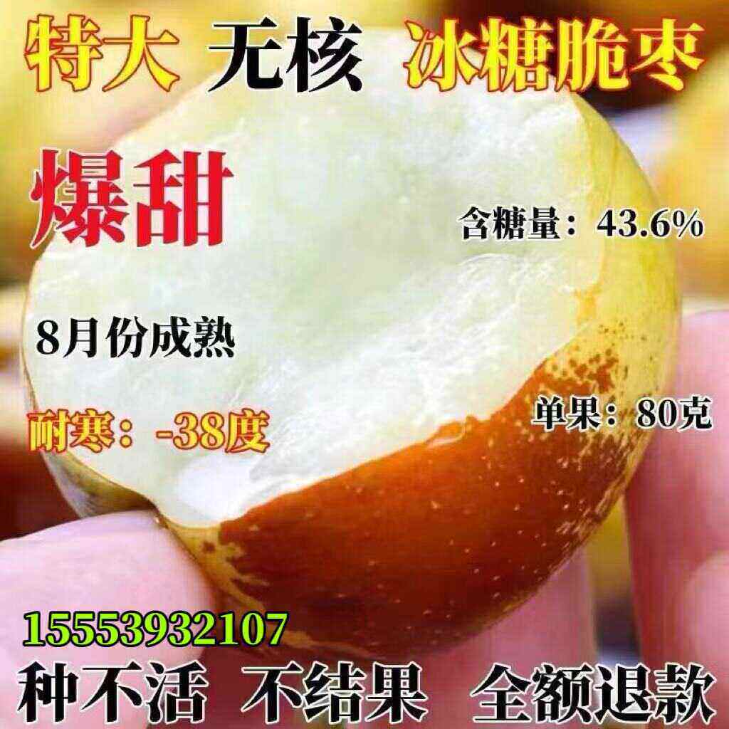 嫁接枣树苗 特大无核冰糖脆栆苗 南北方种植当年结果枣树活苗枣苗