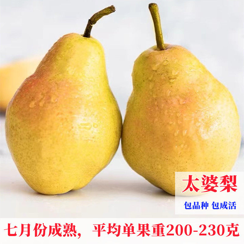 太婆梨树苗嫁接香蕉梨苗巴梨特大盆栽地栽果树苗南方北方庭院种植
