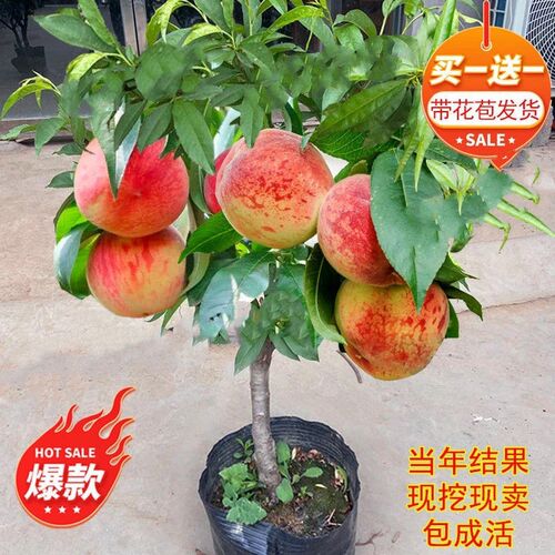 正宗桃树苗新品种特大子矮化