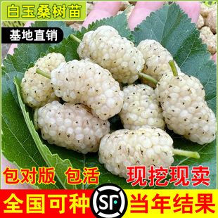 新品种白玉桑树苗桑葚苗盆栽地栽南北方种植嫁接果苗活苗当年结果