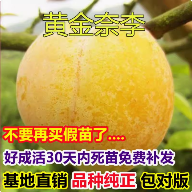 黄金奈李苗 南方李子果树苗  嫁接李子树苗   地栽果树苗当年结果