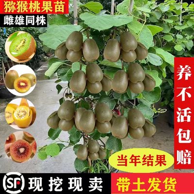 猕猴桃树果苗红心软枣徐香