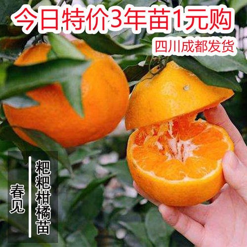 四川耙柑树苗春见果嫁接丑八