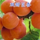 双甜巨杏树苗 嫁接杏树苗 杏仁香甜杏子当年结果南方北方种植果树