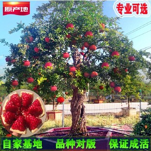 石榴树树苗突尼斯软籽无籽盆栽带土特大庭院果树老桩大红袍石榴苗
