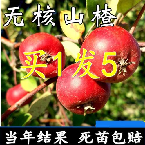 无核山楂树活苗嫁接甜红籽室