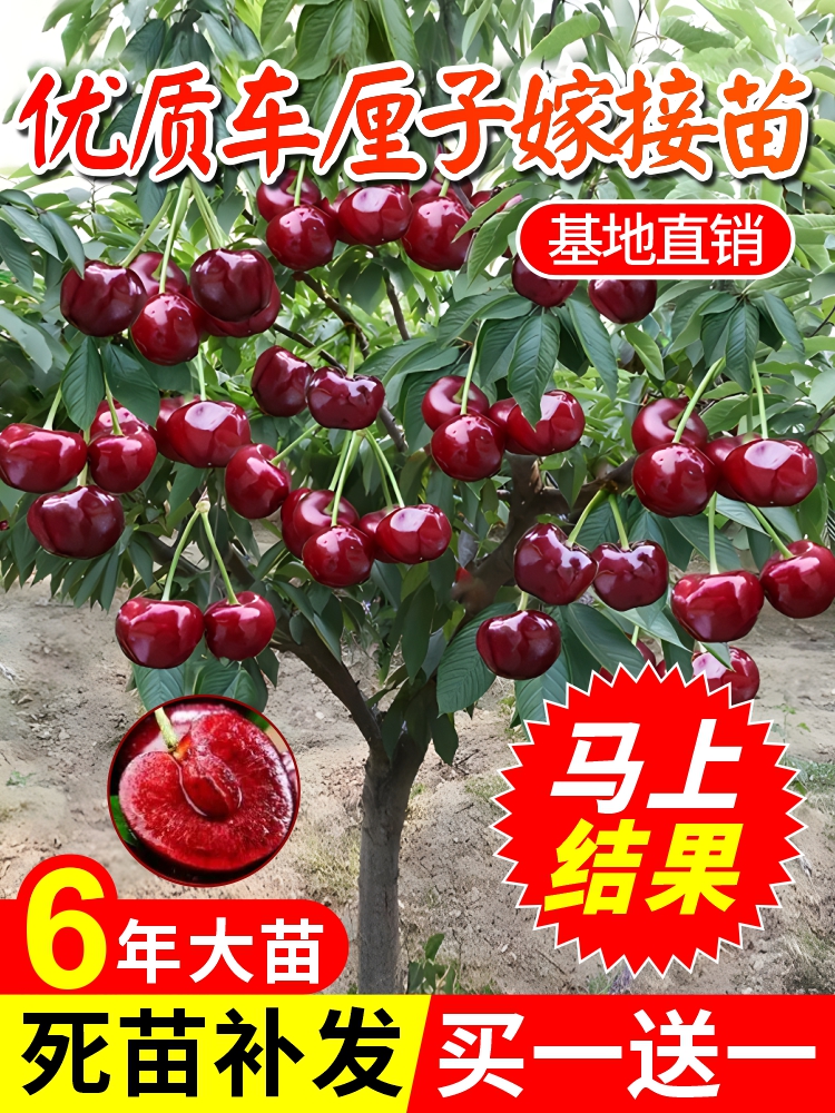 车厘子树苗果大樱桃苖庭院种