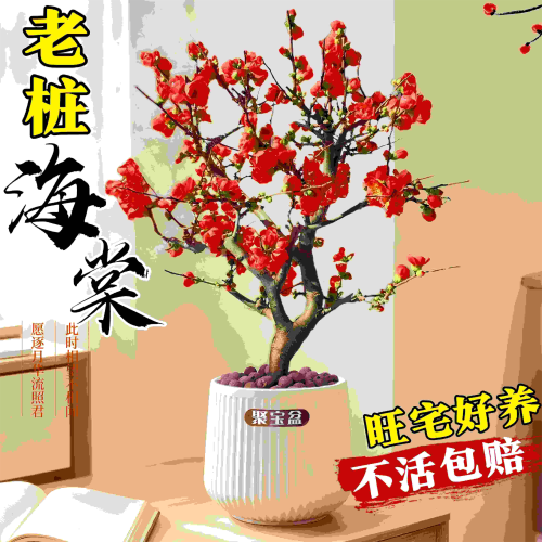 海棠花盆栽树苗景重瓣老桩