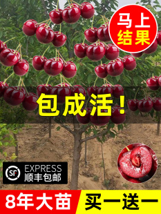 车厘子树苗大樱桃树盆栽樱桃果苗南方种植北方庭院果树矮化地栽带