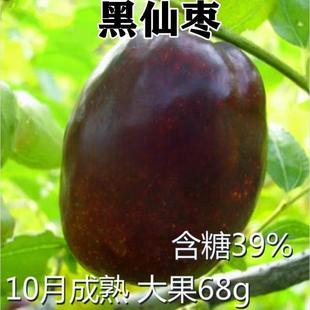果树苗嫁接枣树苗新品种黑仙枣树活苗黑枣树苗地盆栽当年结果大苗
