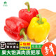 五彩椒红黄绿椒新鲜甜灯笼椒现摘高VC椒水果椒沙拉配菜单果50g起