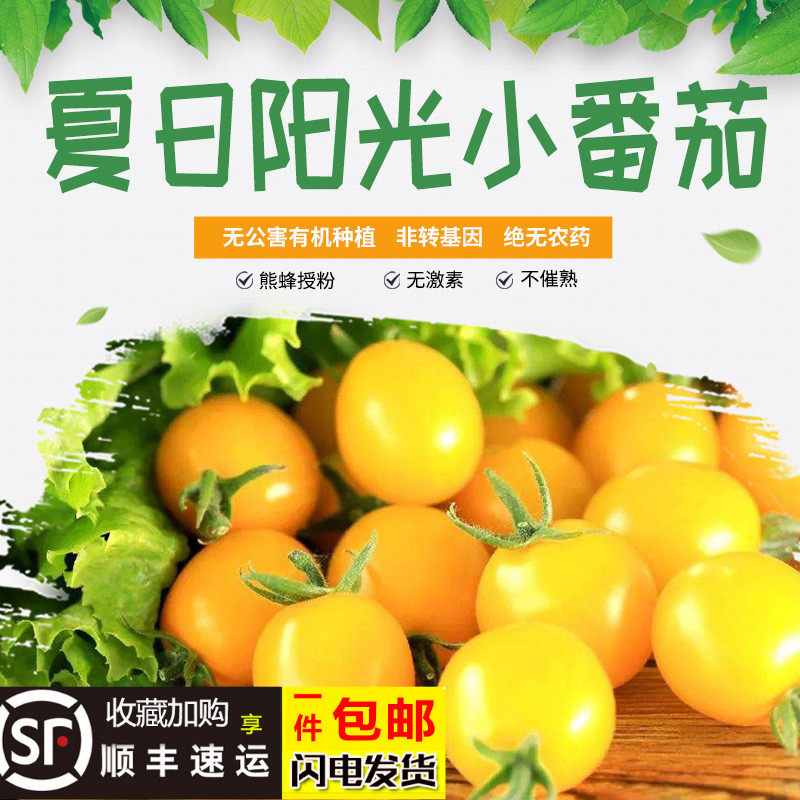 黄色圣女果山东夏日阳光樱桃小番茄新鲜水果孕妇酸甜小西红柿包邮