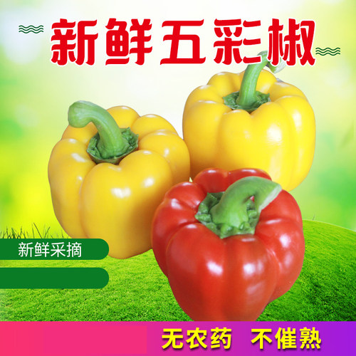御钦苑五彩灯笼椒现摘现发