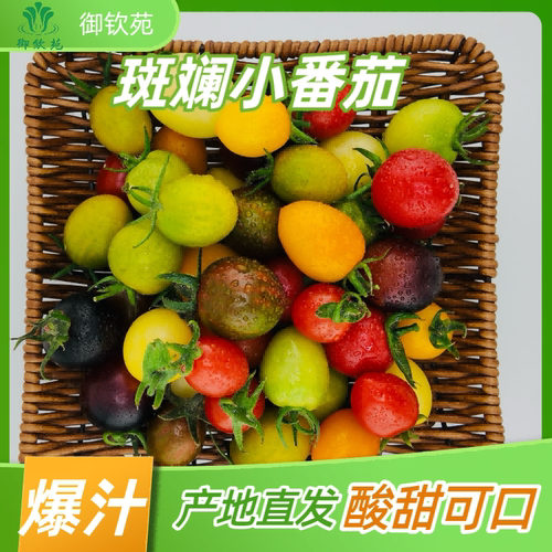 顺丰小番茄西红柿品质保证